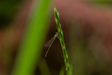 Damselfly on plant