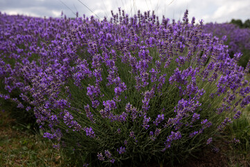 Naklejka premium A close-up view of lavender flowers growing in the countryside. Ontario, Canada. 
