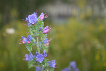 Blue wild flower close-up with bokeh background