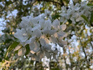 Blooming Apple Trees in Forest. Closeup of White Spring Blossoms.