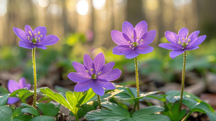 Beautiful purple flowers in nature background