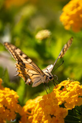 Farfalla Macaone si nutre in un giardino di fiori gialli