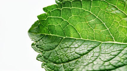 closeup of a mint leaf, botanical element, photographic detail, bright green, isolated on white background
