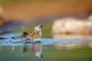 Blue-breasted Cordonbleu in Kruger National park, South Africa ; Specie Uraeginthus angolensis...