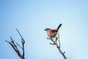 Brown-crowned Tchagra standing on a branch isolated in blue sky in Kruger National park, South Africa ; Specie Tchagra australis family of Malaconotidae