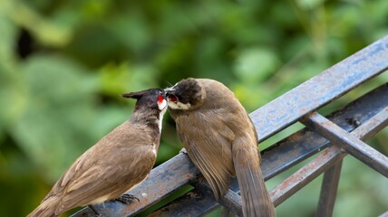 Red-whiskered bulbul bird feeding its chick in India