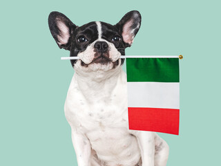 Cute dog and Italian Flag. Closeup, indoors. Studio shot. Congratulations for family, loved ones,...