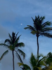 Obraz premium palm trees in the sky with moon