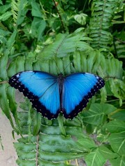 beautiful blue butterfly on a leaf 