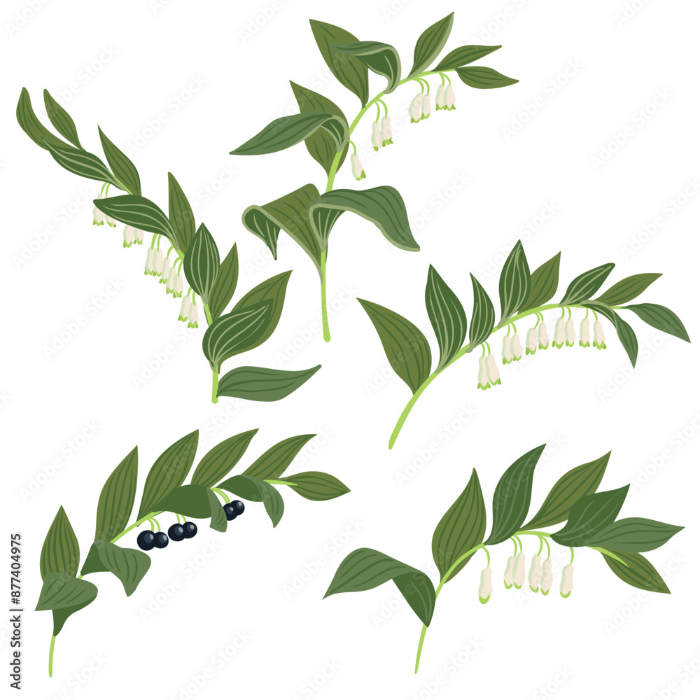 Wall mural angular Solomon's seal, forest flower, vector drawing wild plants at white background, Polygonatum odoratum,floral element, hand drawn botanical illustration