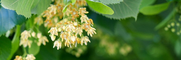 Tilia cordata in bloom. Blooming branch of a park summer tree with fragrant flowers