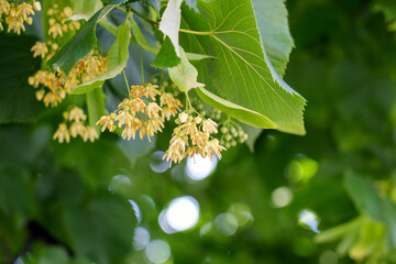 Natural medicinal abundance of Linden tree flowers in the lush green foliage