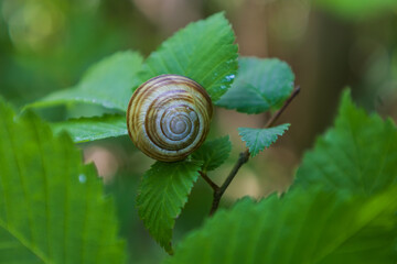 The shell of a small snail on a green leaf