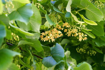Beautiful hanging flowers of a linden tree. Tilia cordata close up
