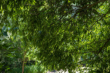 The crown of a Linden tree with green leaves.