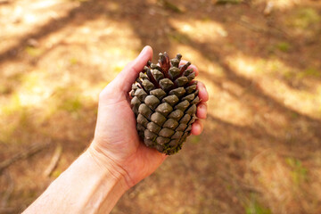 A hiking traveler hand holds a large pine cone on a forest floor background