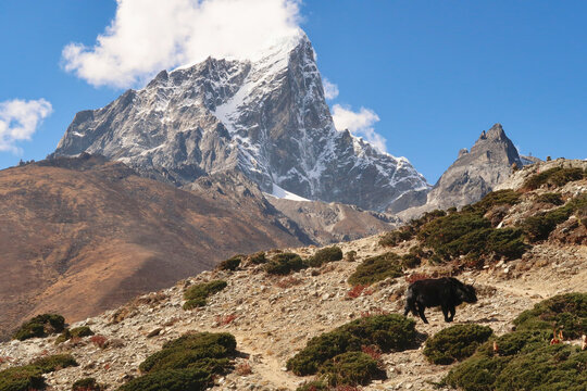 A black yak on a steep hill in front of the peak of Mount Tobuche, Dingboche village, Mount Everest Base Camp Trek, EBC, Nepal