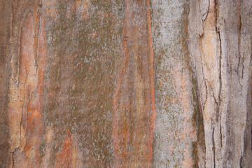 Naklejka premium Abstract closeup of rich colors and textures of eucalyptus bark 