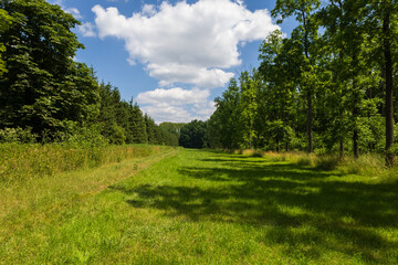Meadow in the forest. There are big trees on the sides. Blue sky with white clouds.