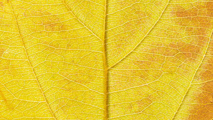 Texture of a yellow leaf with veins close-up. Autumn background. Macro photography.