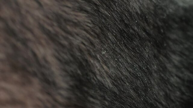 CloseUp of Soft and Vibrant Black and Brown Fur Texture, Ideal for Abstract Animal Backgrounds