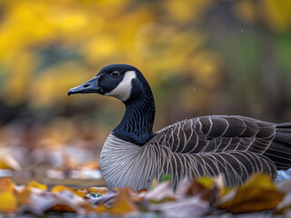 Canada goose in the wild. Beautiful extreme close-up.