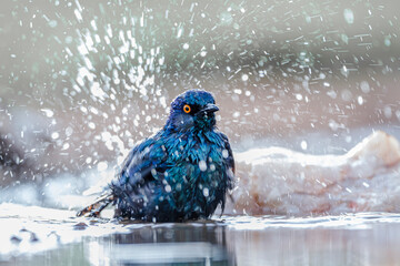 Cape Glossy Starling bathing in waterhole in Kruger National park, South Africa ; Specie Lamprotornis nitens family of Sturnidae