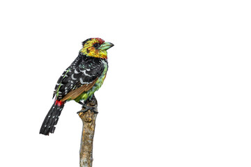 Crested Barbet perching isolated in white background  in Kruger National park, South Africa ; Specie Trachyphonus vaillantii family of Ramphastidae