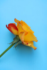 yellow rose on blue background