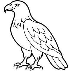 eagle isolated on white