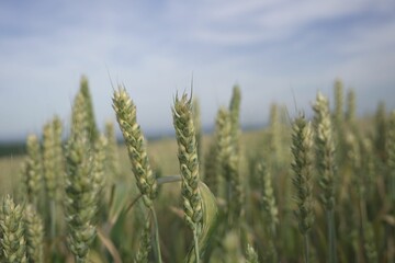 Wheat field with crops in close up