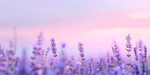 Blooming Lavender Fields A Violet Painting in the Open Sky. Concept Lavender Fields, Nature's Canvas, Floral Beauty, Open Sky, Purple Hues