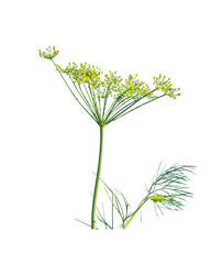 Dill plant branch, stem, blooming herb, natural botanical design element isolated on white background., transparent png