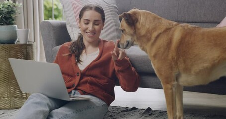 Freelance blogger typing on laptop, petting Africanis pet dog or domestic animal while working from home living room in lockdown. Happy woman researching on technology and bonding with curious canine