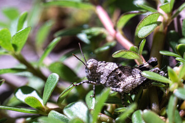 Gray grasshopper sitting on the plant, sunny day, close-up.