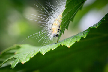 White hairy fluffy caterpillar pesting the black currant leaf, side view, close up.