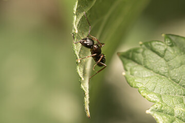 Young male ant is sitting on the black current leaf in the garden