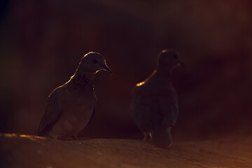 Laughing Dove backlit at dawn in Kruger National park, South Africa ; Specie Streptopelia senegalensis family of Columbidae