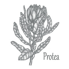Protea vector illustration in dotwork style, sketch isolated on white background, tattoo, botanical, tropical flower, sticker, poster
