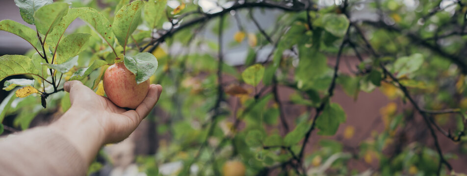 Hand holds an apple on a branch. Close-up