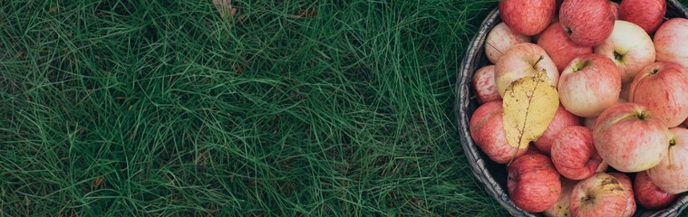 A basket of red apples stands on the grass