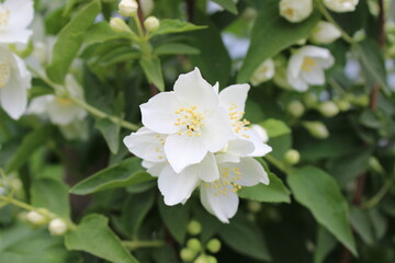 Seasonal Beauty of White Jasmine. Creative Floral Composition.