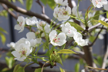 Obraz premium Pear Blooming Petals in Botanical Garden. Flora and Organic Growth.