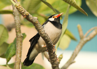 Indian pied myna bird