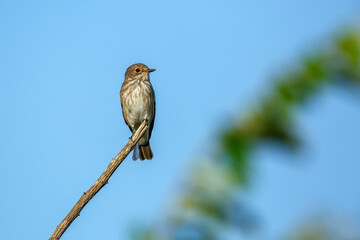 Mariqua Flycatcher juvenile standing on a branch isolated in blue sky in Kgalagadi transfrontier park, South Africa; specie family Melaenornis mariquensis of Musicapidae