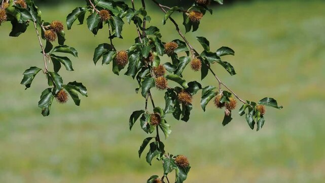 Branch of beech tree with nuts and green leaves, Fagus sylvatica