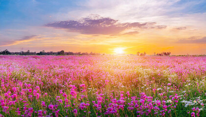 field flower meadow beautiful sunset countryside violet blooming pink nature background