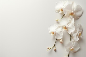 Obraz premium White orchid flowers on a single stem