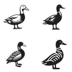 4 sets black of  Duck Standing silhouette isolated on white background png jpeg eps transparents