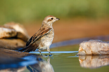 Red-backed Shrike female along waterhole in Kruger National park, South Africa ; Specie Lanius collurio family of Laniidae
